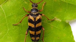 ♀️Leptura aurulenta Fabricius 1792 Cerambycidae Lepture couleur dor longicorne lepture dorée [upl. by Rube]