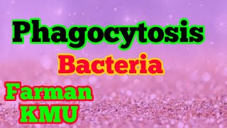 Phagocytosis Steps Of Phagocytosis Immuniolog Microbiology [upl. by Ertsevlis]