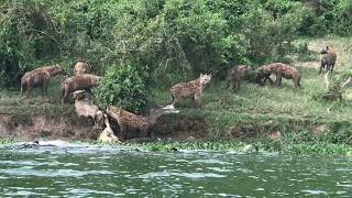 Scarvegers at kazinga channel enjoying a dead hippo as their lunch [upl. by Arita]