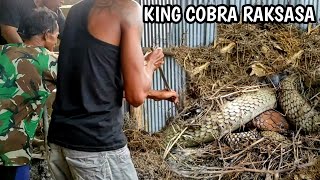 PENANGKAPAN ULAR KING COBRA RAKSASA DAN TERBESAR DI KALIMANTAN  ULAR  KING COBRA [upl. by Aihsenet312]