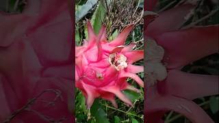 Dragon fruit  Malenada Madilalli  agriculture  shorts subscribe🙏🙏🙏 [upl. by Pedroza]