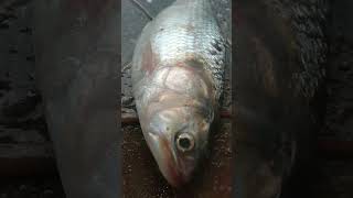 12kg ilish fishing 🐟 at hatpara pakurjharkhand viralvideo 😊 [upl. by Hafirahs]