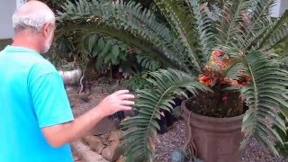 How to transplant Cycads and Suckers Update [upl. by Specht38]