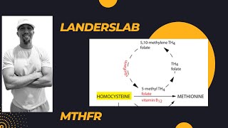 MTHFR Gene Mutation [upl. by Von431]