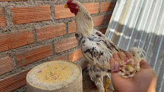 Las gallinas de Brasil 🇧🇷 comiendo cebolla feliz [upl. by Velleman912]