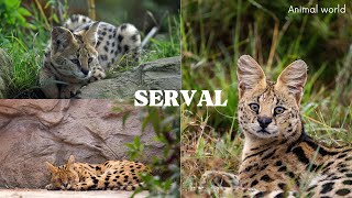 Most beautiful serval cat in the world [upl. by Elrebmik]