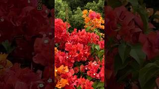 RED bougainvillea flowers natural redflower youtubeshorts [upl. by Siseneg]