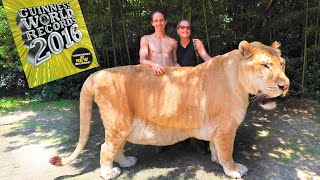 WORLDS LARGEST BIG CAT [upl. by Ias199]