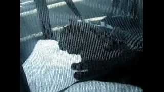 Cat Crying Sounds Like Hes Saying Al Gore [upl. by Asta]