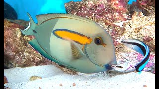 モンツキハギ Orangespot surgeonfish Orangeband surgeonfish Acanthurus olivaceus [upl. by Eirrak]