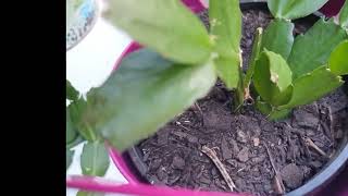 Propagate Holiday Cactus From Cuttings  Grow Roots in Water [upl. by Akinnor]