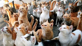 Why Humans Are Obsessed with Cats  Annals of Obsession  The New Yorker [upl. by Fanni488]