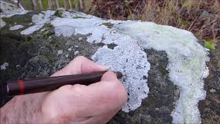 Lichen 2 amp 4 of four white crustose lichens on sandstone capstones at Settle Swimming Pool [upl. by Kaufmann]