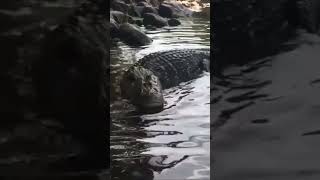 Black Caiman crocodile alligator animals nature wildlife [upl. by Yeclek556]