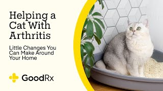 5 Home Modifications for Cats With Arthritis  GoodRx [upl. by Abas838]