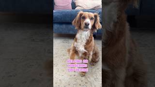 How My Cockapoo Helps With The Chores shortsvideo funnyanimals shorts dog [upl. by Kaile200]