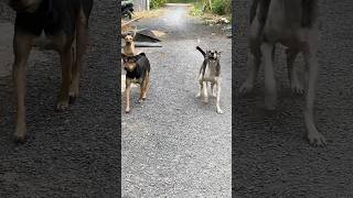 oh help me being barked at by the councildog dogs dogbarking funnydogs happydogdoglover funny [upl. by Ahsenyt45]