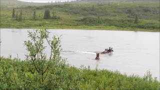 Alaska  Bear Chasing Moose  Denali National Park [upl. by Claudio]