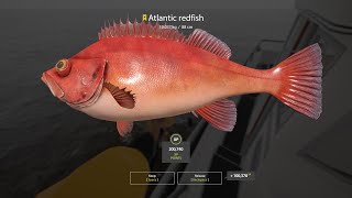 Russian Fishing 4 Atlantic Redfish 10037Kg Norwegian Sea [upl. by Aim]