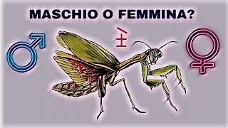 Come Capire Se Una Mantide è Maschio o Femmina [upl. by Montgomery]