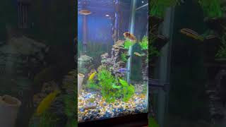 Mbuna cichlids aquariumfish fish africancichlids [upl. by Henleigh639]