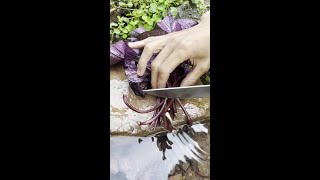 Sweet Potato Leaves Rural Food Fresh Picking Gift of Nature New Farmers Plan 2024 [upl. by Mathew]