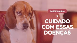 4 doenças que os cães podem transmitir para os humanos [upl. by Pani]