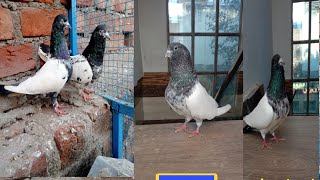 rampuri kabutar sell Palanpur master pigeons pigeon [upl. by Harat]