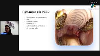 Odontologia Equina [upl. by Perle]