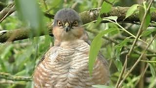 👀 SPARROWHAWK Calling with Kill  Accipiter nisus [upl. by Godewyn]