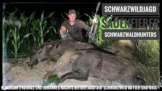 Sauen  Nachtjagd  Maisjagd  Schwarzwaldhunters im Sauenfieber [upl. by Lachus]