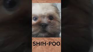 Shih Tzu and a poodle  SHIHPOO [upl. by Steinman]