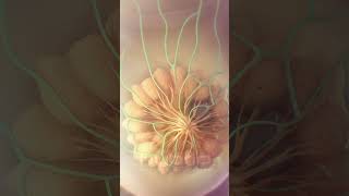 Breast cancer metastasis animation  medicalanimation breastcancer cancer oncology [upl. by Firmin289]