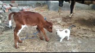 Cat Love With Cow and Cows Babies [upl. by De Witt549]