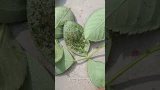 pest attack on plants [upl. by Stilwell]