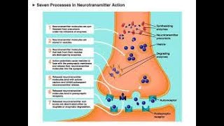 Norepinephrine and Epinephrine Removal amp Metabolism [upl. by Nnylakcaj]