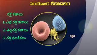 9th Class connective tissues in Telugu [upl. by Glick]