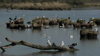 MOUETTE RieusePrintempsColonie BruyanteQuerelles  BRUITX [upl. by Selym453]