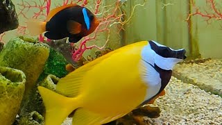 I Visited Bangalore Aquarium [upl. by Nadaha]