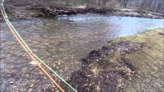 Male steelhead on a 6wt fly rod [upl. by Yrtua]