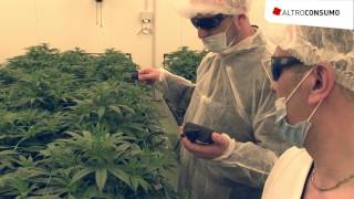 Cannabis terapeutica come e dove si produce [upl. by Peterus]