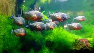 大型魚混泳水槽PiranhaPygocentrus nattereri 紅腹食人魚 [upl. by Letnuhs]