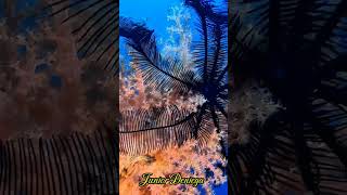 crinoidechinodermatasoftcoralscnidariaalcyonaceascubavideographymoalboalcebu🇵🇭 [upl. by Agnola]