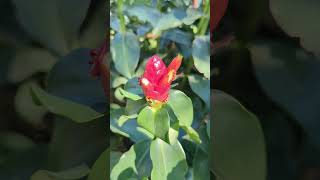 Costus scaber spiral ginger blooming redflower nature naturalflowers garden flowergarden [upl. by Aiduan672]