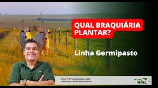 Qual Braquiária plantar  Linha Germipasto [upl. by Eiznik]