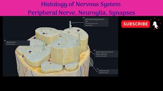 Histology of Peripheral nerve Structure Neuroglia  Types amp Functions Synapses Types amp Structure [upl. by Taimi]