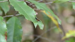 Braconid wasp cleaning antennae [upl. by Tranquada55]