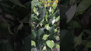 Cool plants😃 Классные растения 😊 [upl. by Gazo]