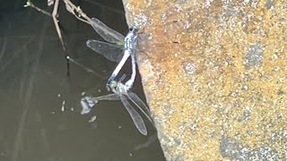 2024年8月8日 1 two dragonflies mating 交尾  トンボ잠자리 [upl. by Bernete]