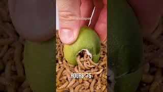 Mealworms vs Lime [upl. by Ob]